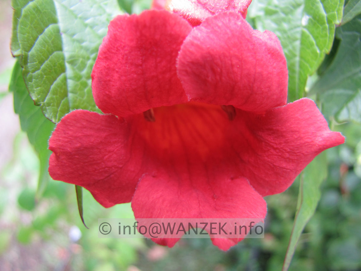 Campsis radicans Stromboli Macro.JPG